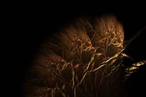 Bush by tsims533