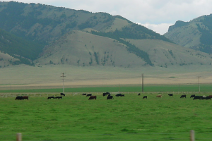 Somewhere in Idaho by teddybearcholla
