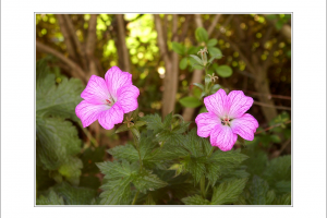 Geranium endressii - Wargrave Pink by Sommerwind