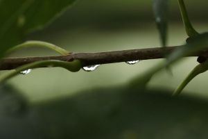 Just Rained by digitalpix4all