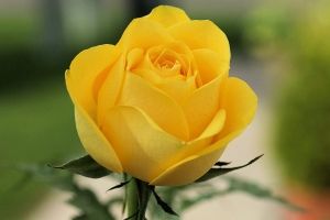 Freshly Opened by digitalpix4all