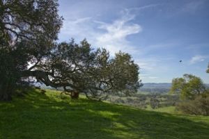 Rohnert Park by netwolf56