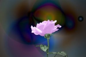 Pink Rose by netwolf56