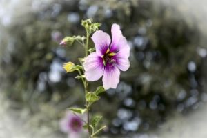 Spring Flower by netwolf56