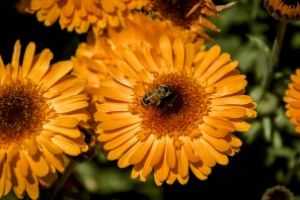 The Bee by netwolf56