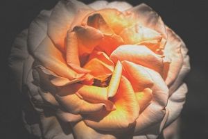 Rose by netwolf56