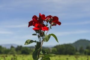 Red Rose by netwolf56