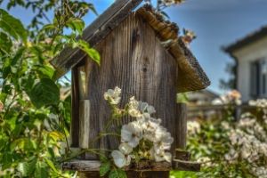 Bird House by netwolf56