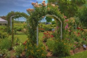 Garden by netwolf56