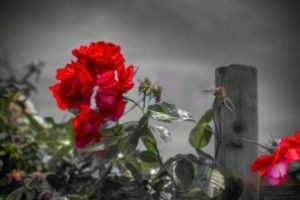 Red Roses by netwolf56