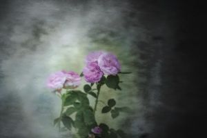 Pink Rose by netwolf56